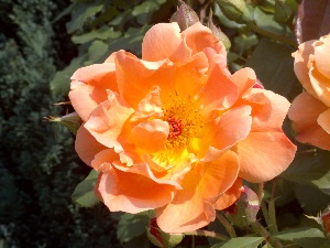 IMG usub 006 A.jpg